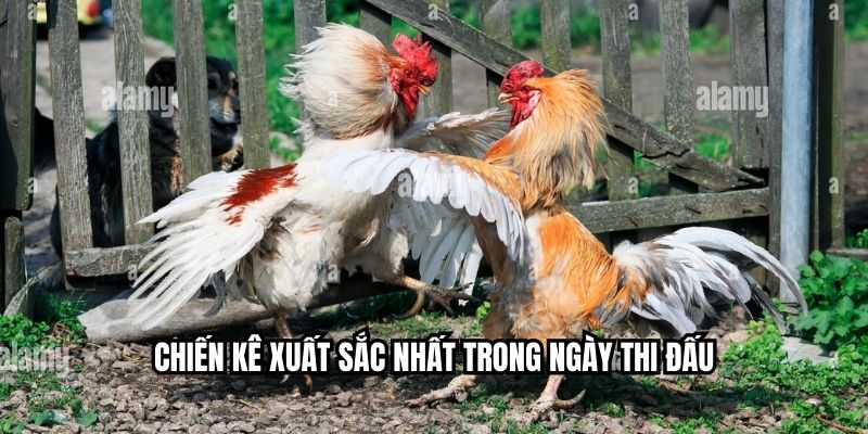 Chiến kê xuất sắc nhất trong ngày thi đấu