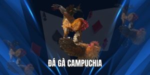 Đá Gà Campuchia