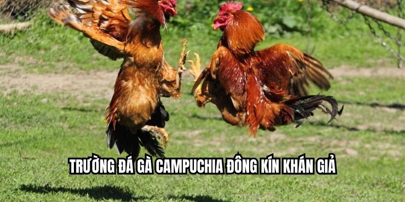 Trường đá gà Campuchia đông kín khán giả